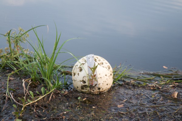 AustraliaAdelaide 10  040